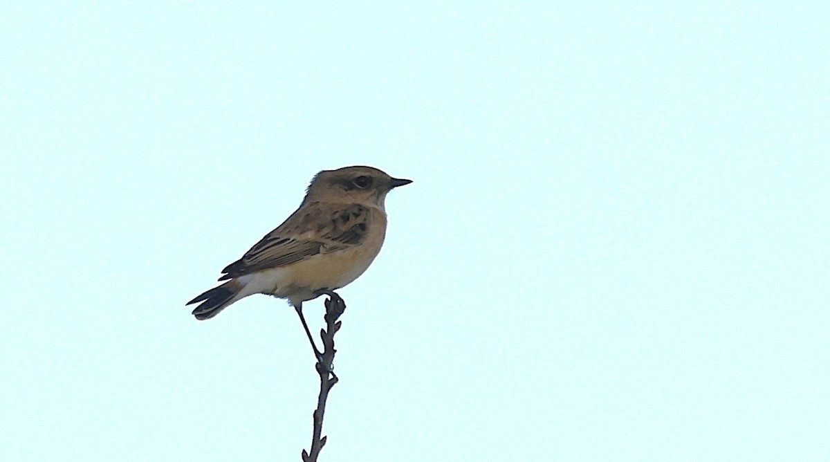 Siberian Stonechat - ML643697861