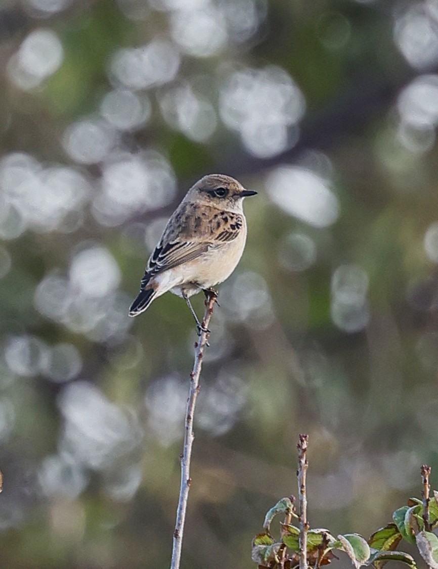 Siberian Stonechat - ML643697862