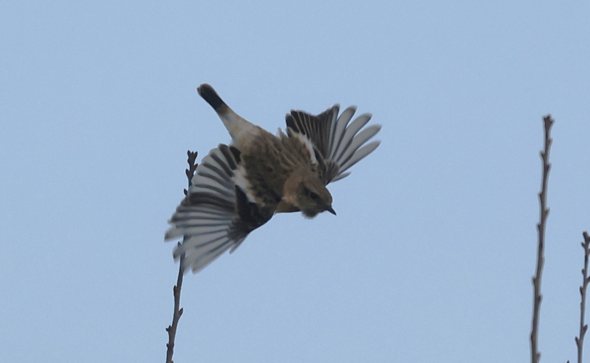 Siberian Stonechat - ML643697863