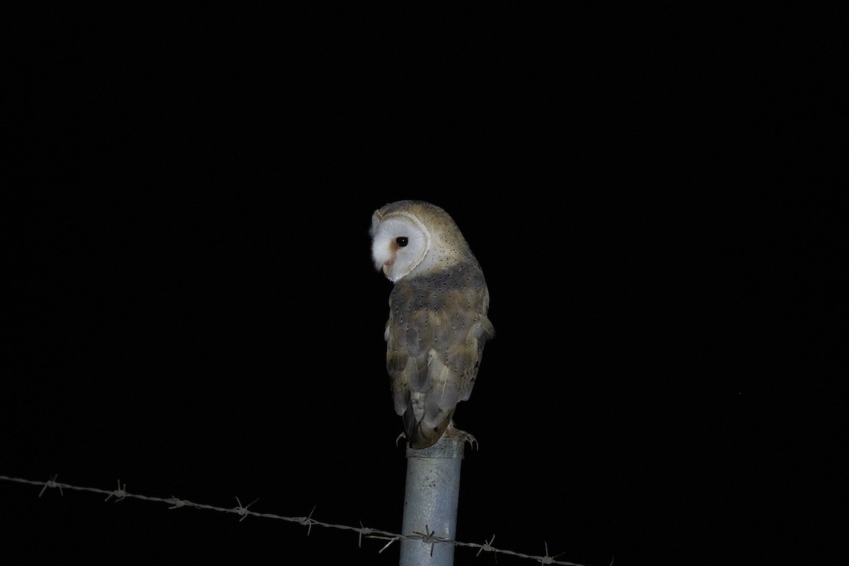 Western Barn Owl - ML643697864