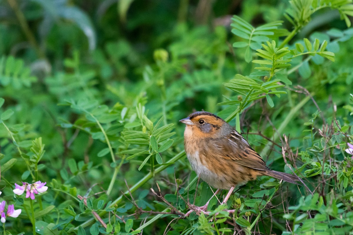 Nelson's Sparrow - ML643697868