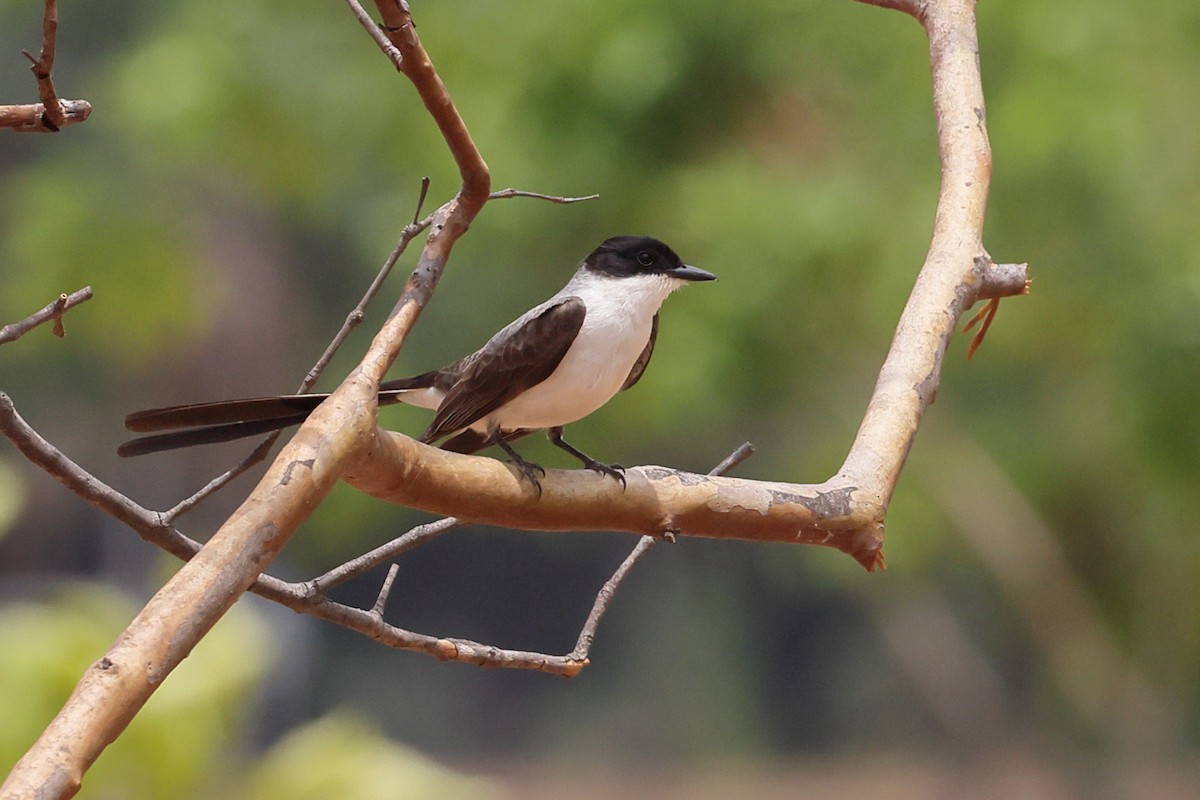 Fork-tailed Flycatcher - ML643697871
