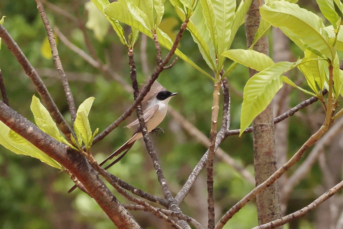 Fork-tailed Flycatcher - ML643697872