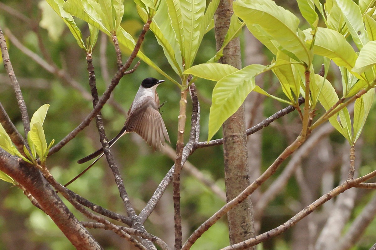 Fork-tailed Flycatcher - ML643697873