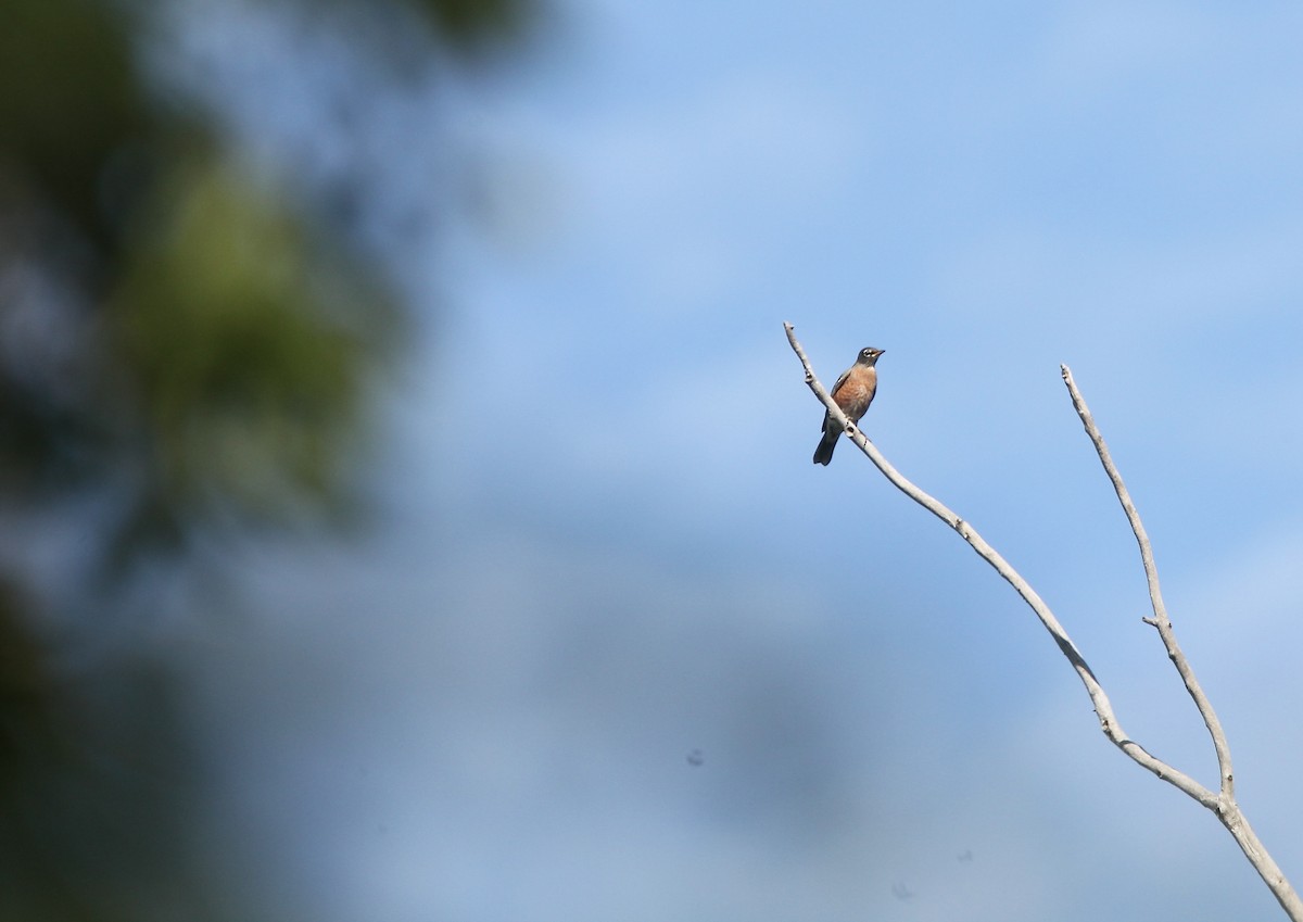 Zozo papargorria - ML643697874