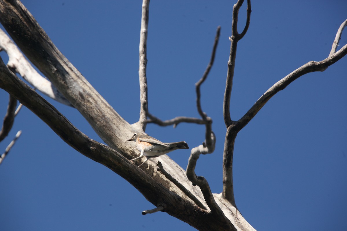 Zozo papargorria - ML643697875