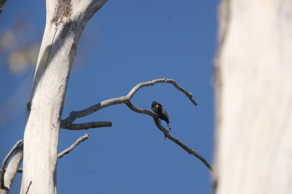 Red-winged Blackbird - ML643697899