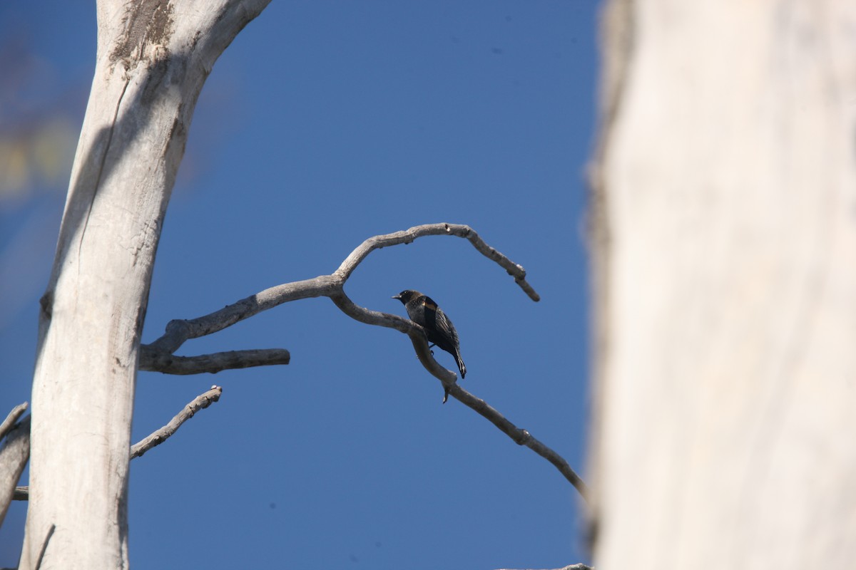 Red-winged Blackbird - ML643697900