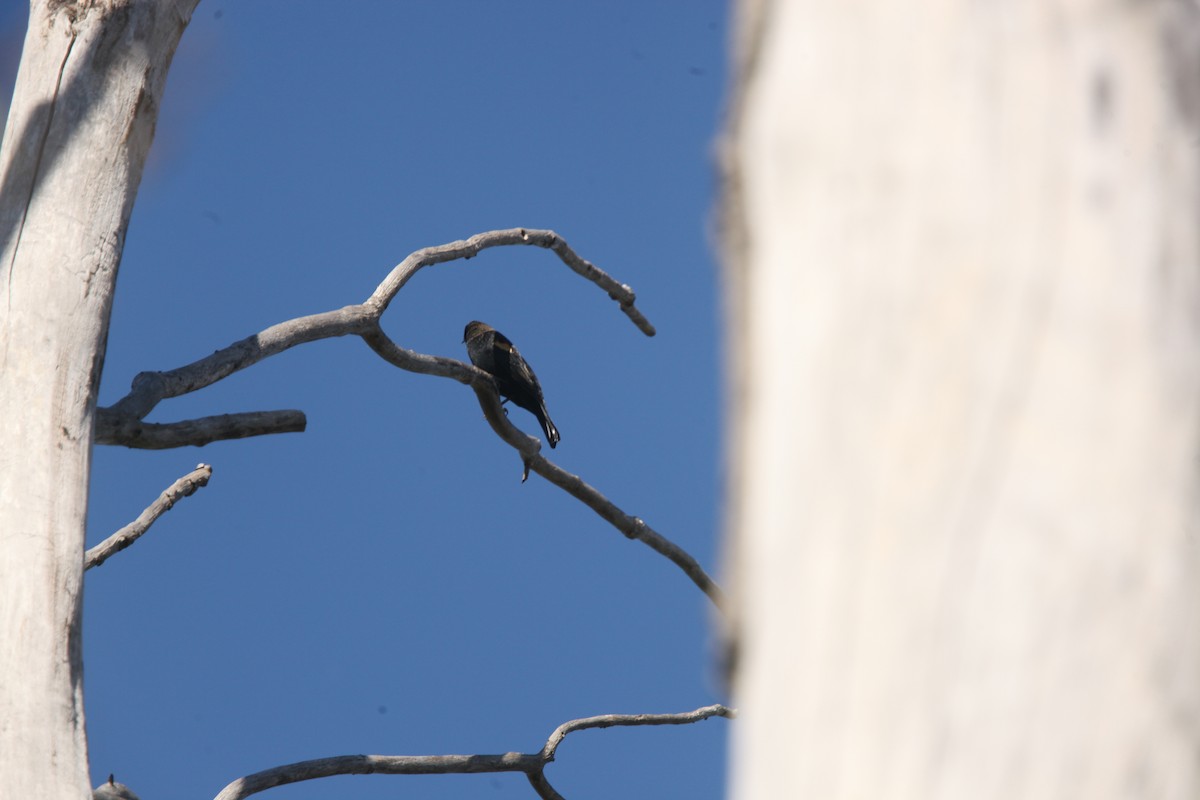 Red-winged Blackbird - ML643697901