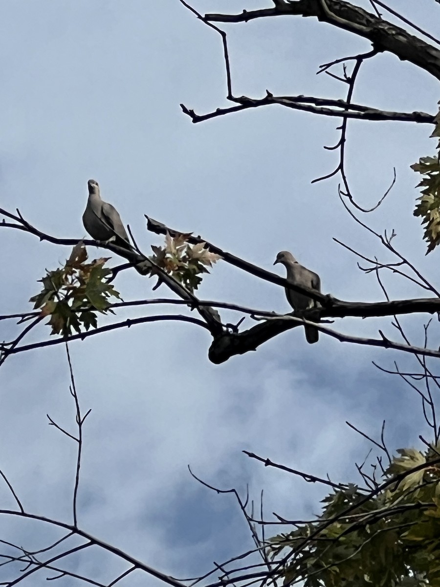 Eurasian Collared-Dove - ML643697910