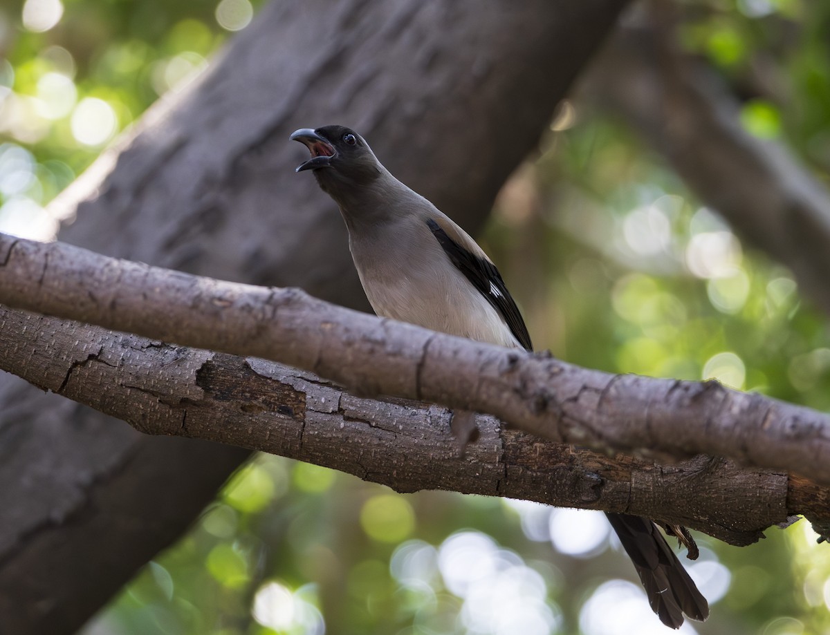 Gray Treepie - ML643697912
