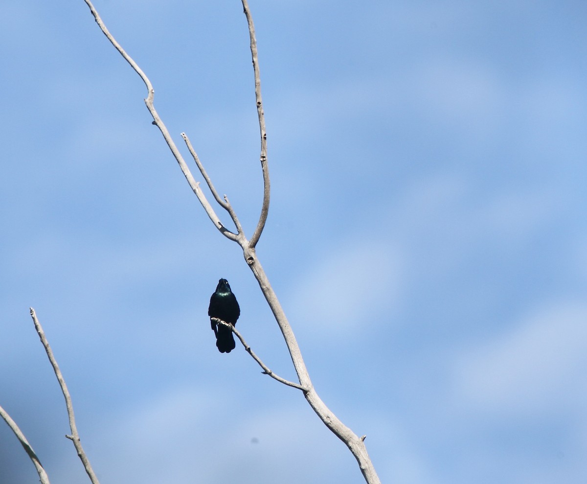 Common Grackle - ML643697915