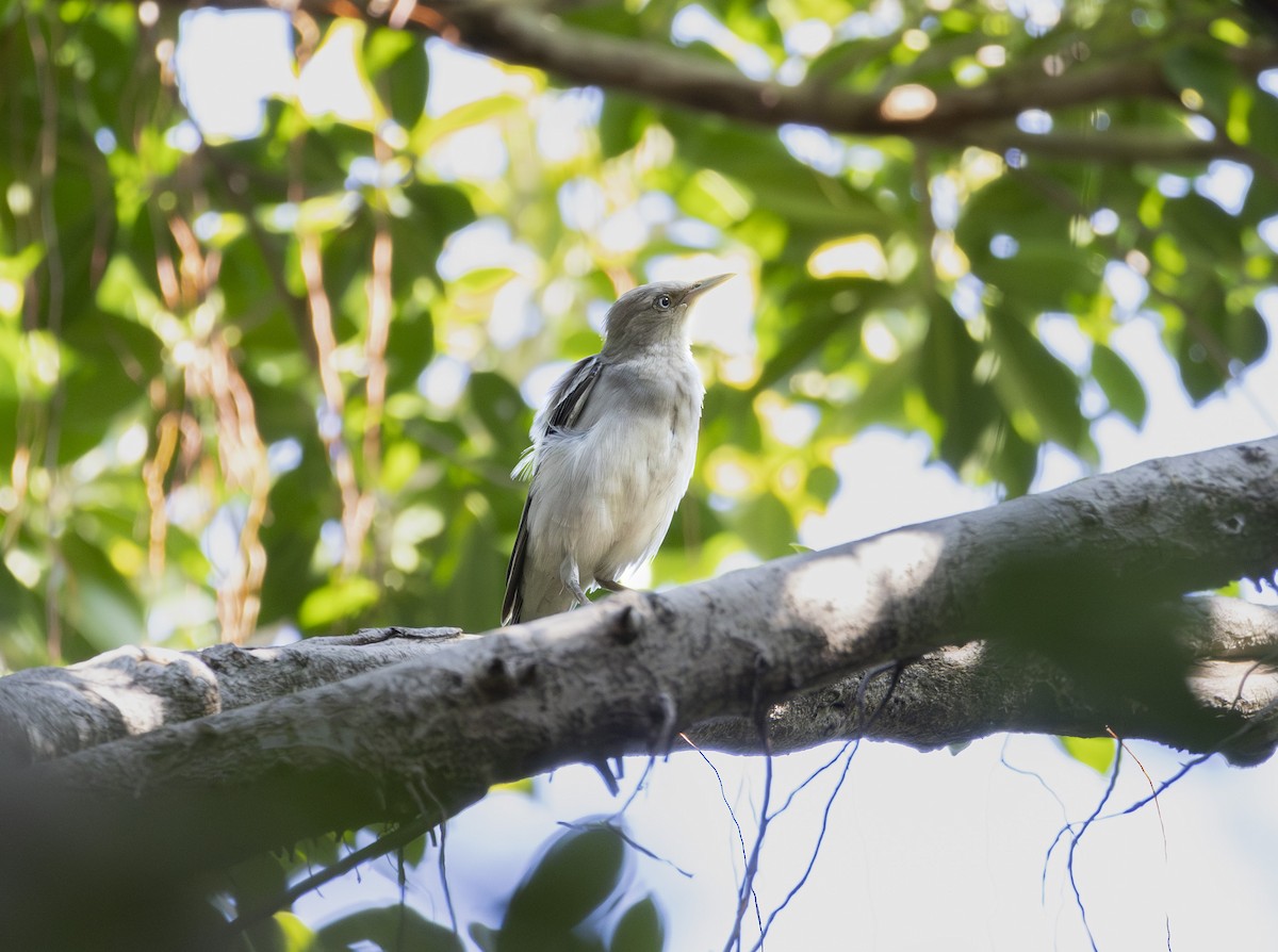 White-shouldered Starling - ML643697918