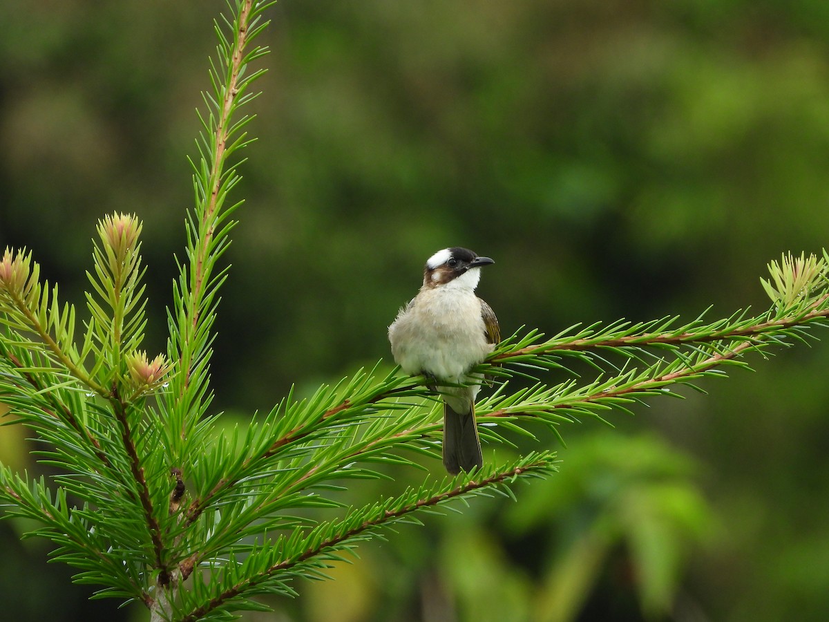 Light-vented Bulbul (formosae/orii) - ML643697919