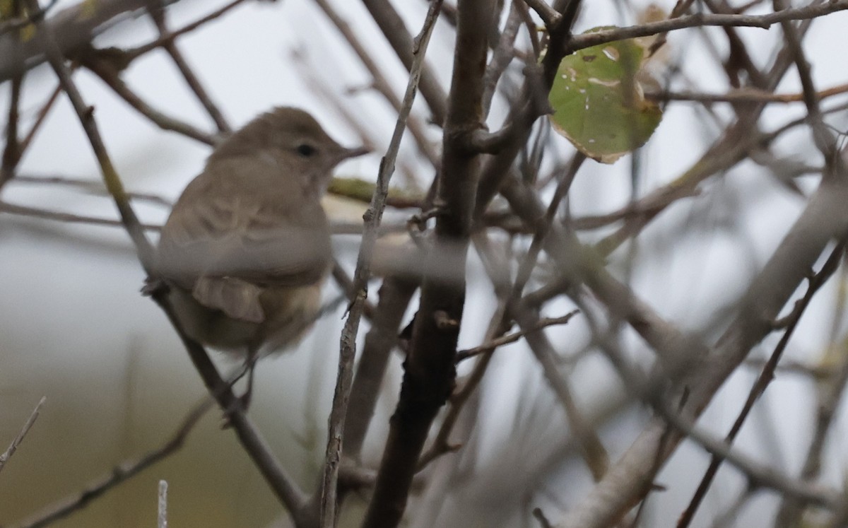 Garden Warbler - ML643697920