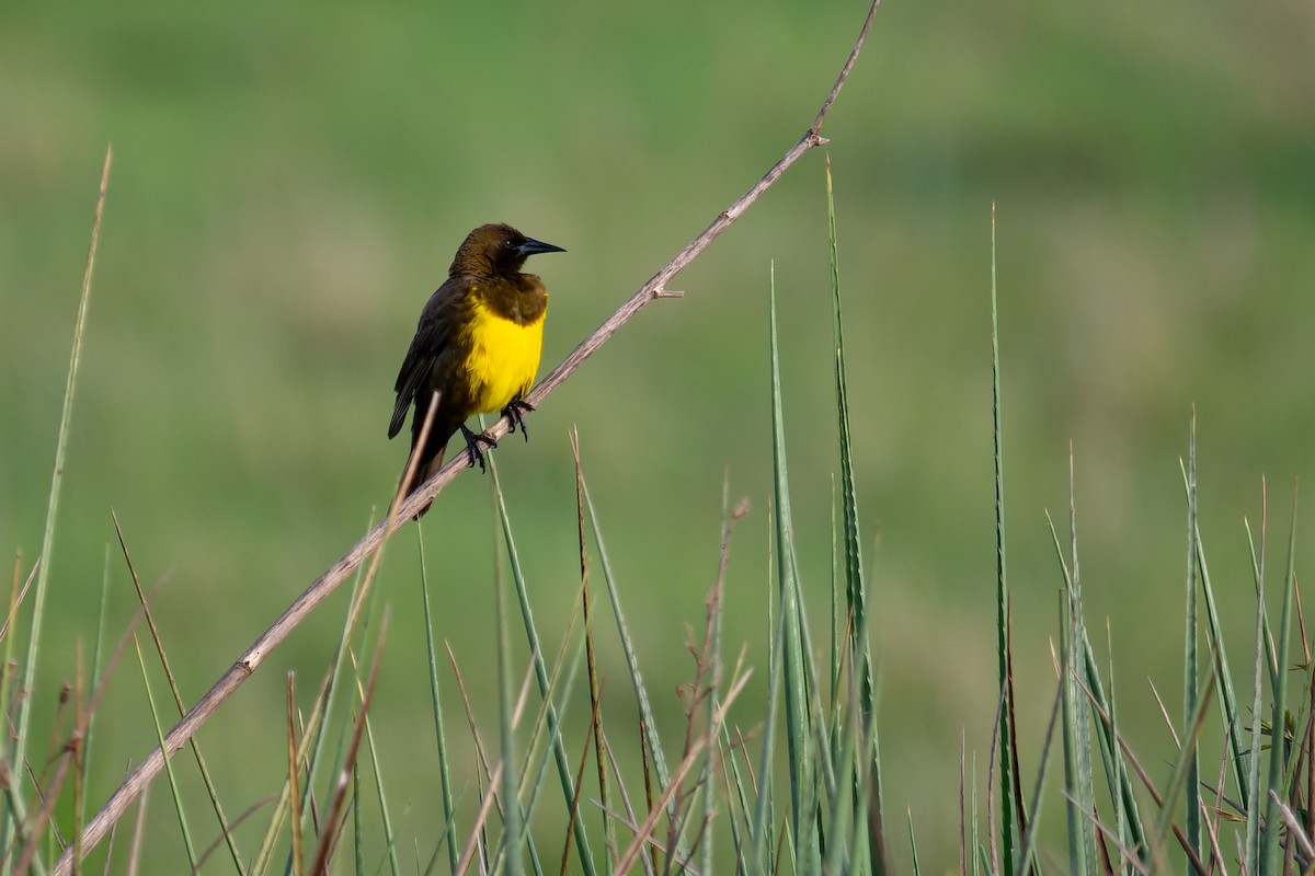 Brown-and-yellow Marshbird - ML643697922