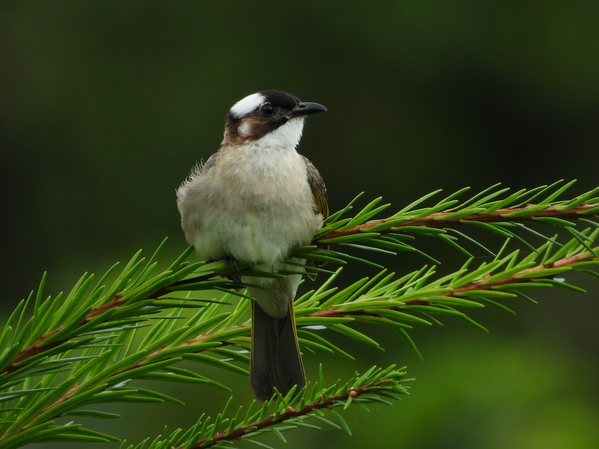 Light-vented Bulbul (formosae/orii) - ML643697923