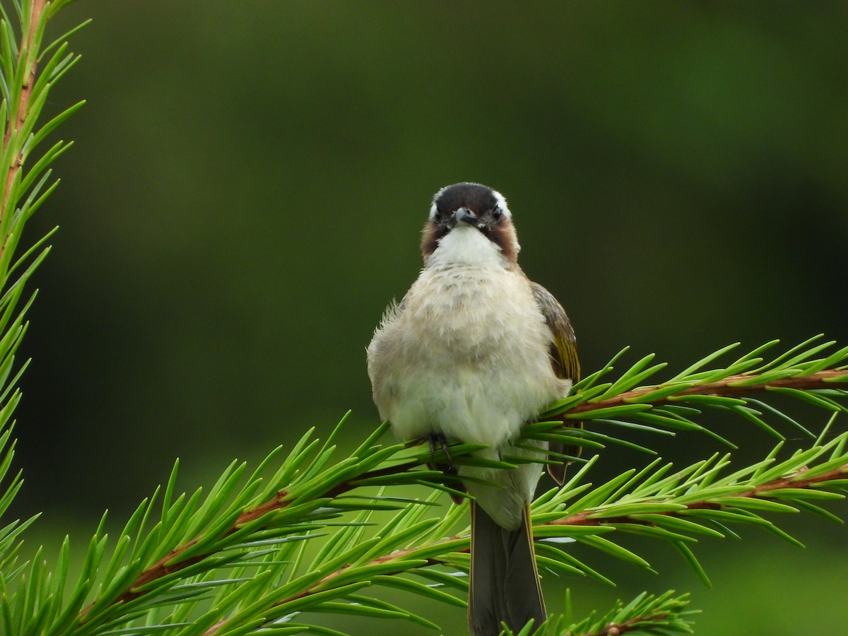 Light-vented Bulbul (formosae/orii) - ML643697925
