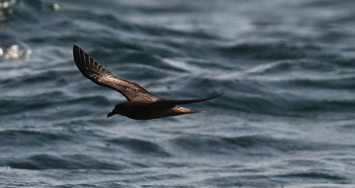 Jouanin's Petrel - ML643697929