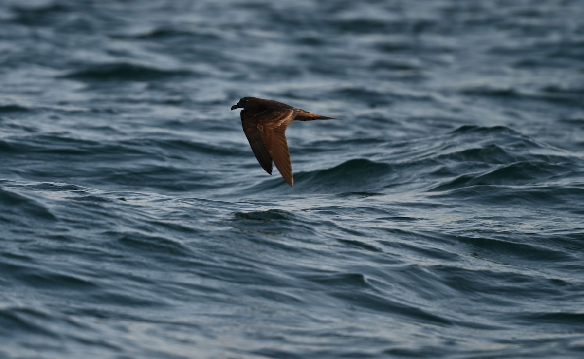 Jouanin's Petrel - ML643697930