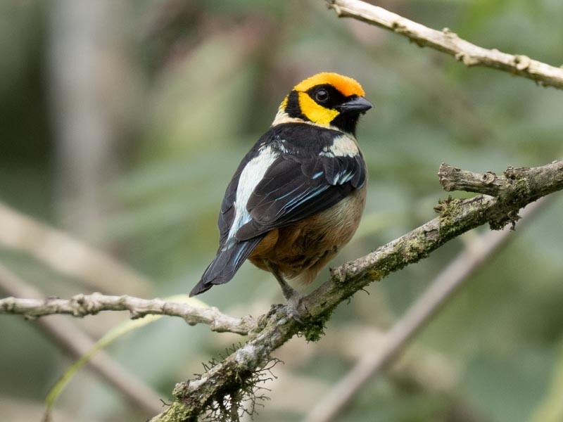 Flame-faced Tanager - ML643697942