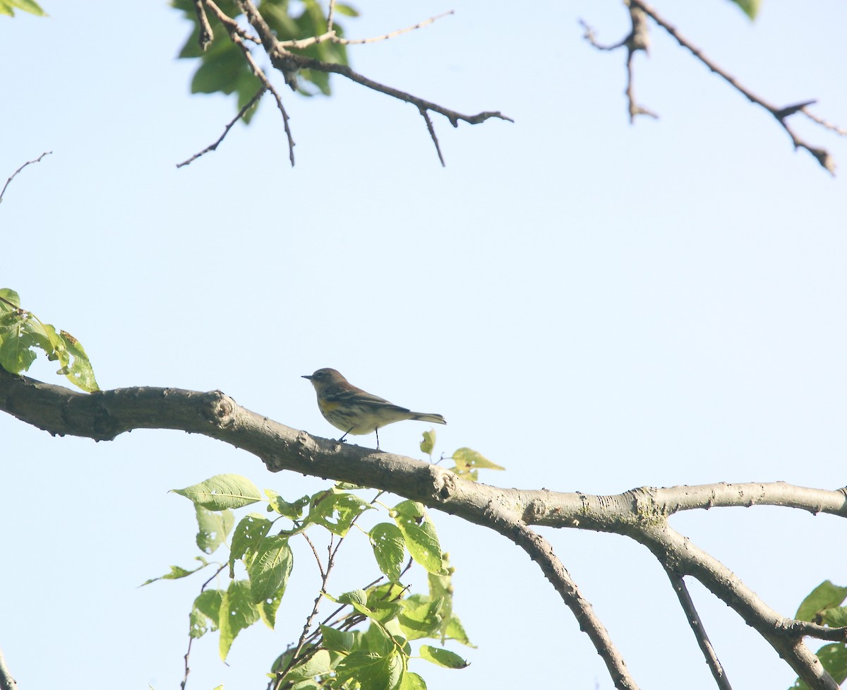 Yellow-rumped Warbler (Myrtle) - ML643697944