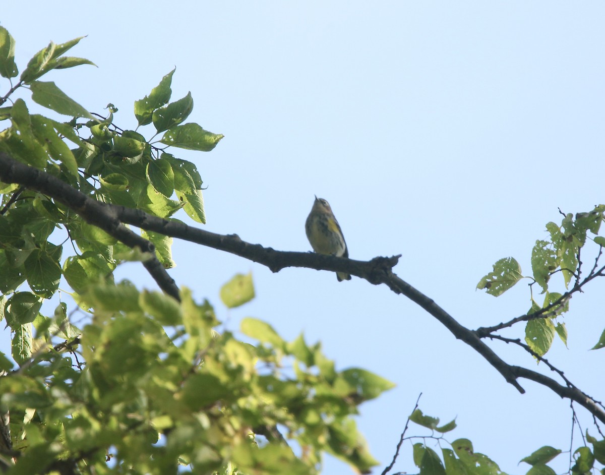 Yellow-rumped Warbler (Myrtle) - ML643697945