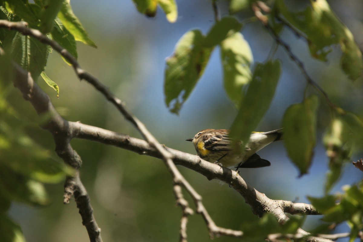 Yellow-rumped Warbler (Myrtle) - ML643697946