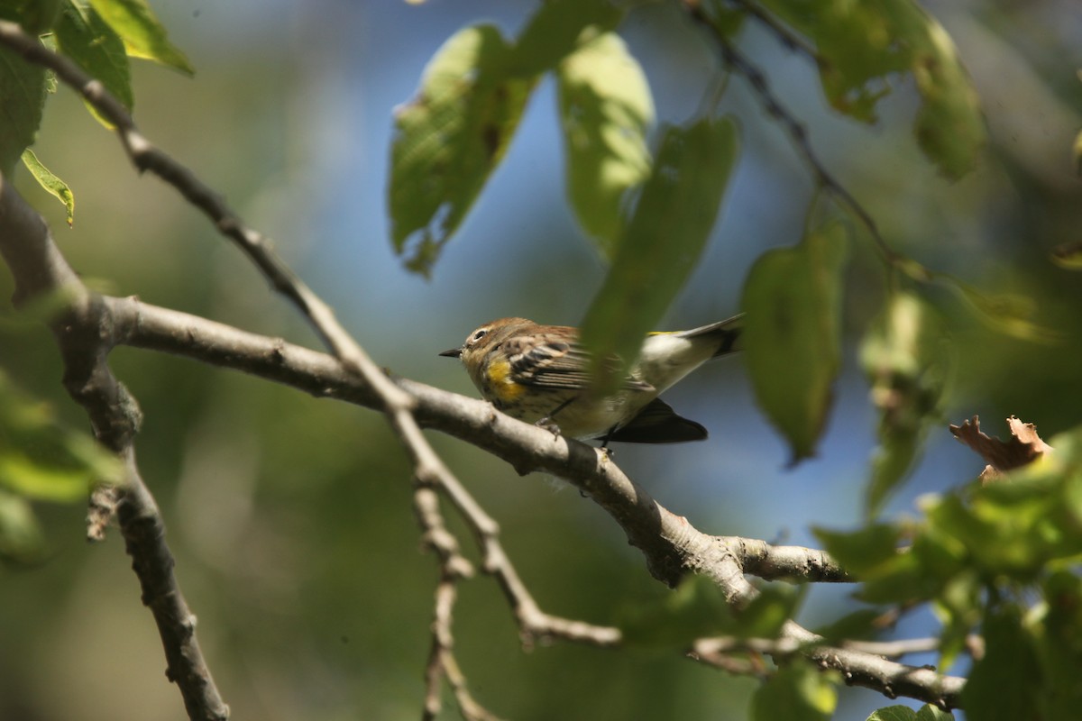 Yellow-rumped Warbler (Myrtle) - ML643697947