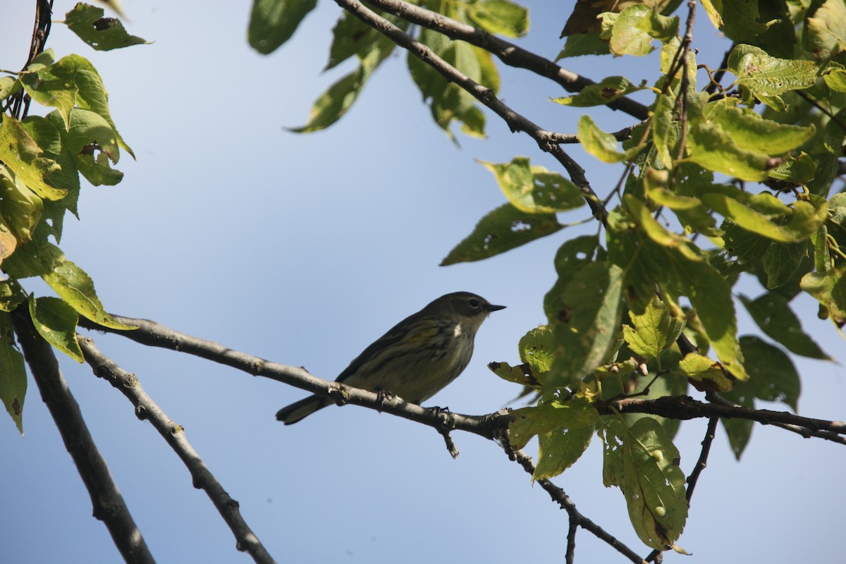 Yellow-rumped Warbler (Myrtle) - ML643697948