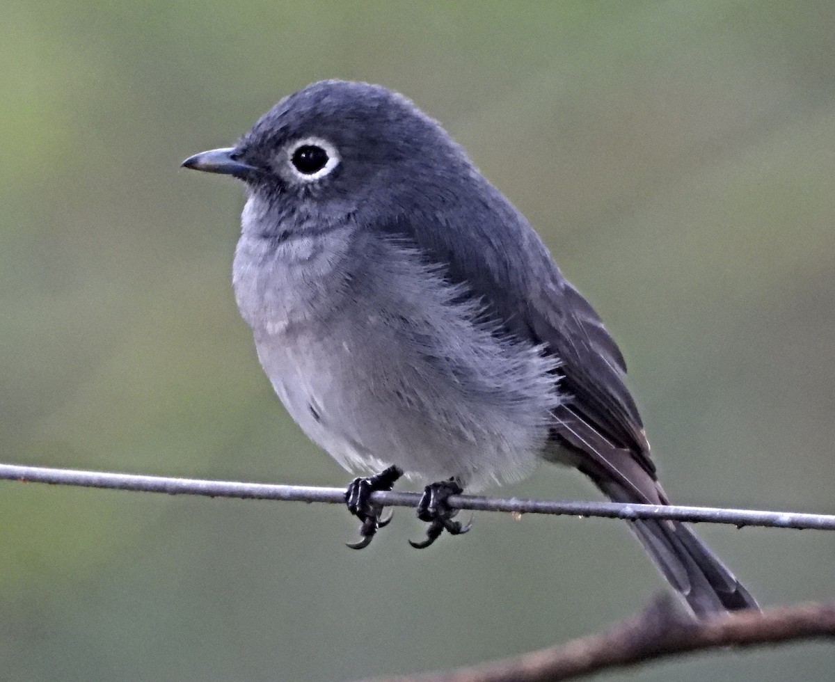 White-eyed Slaty-Flycatcher - ML643697950