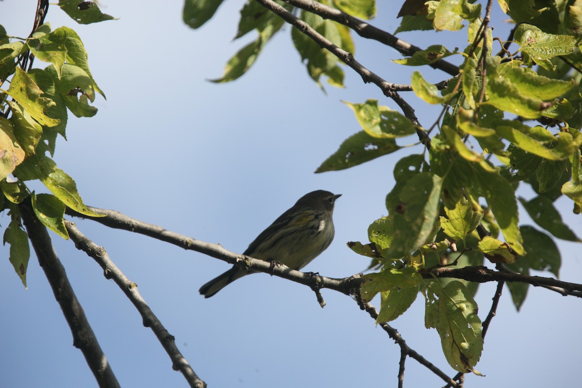 Yellow-rumped Warbler (Myrtle) - ML643697951