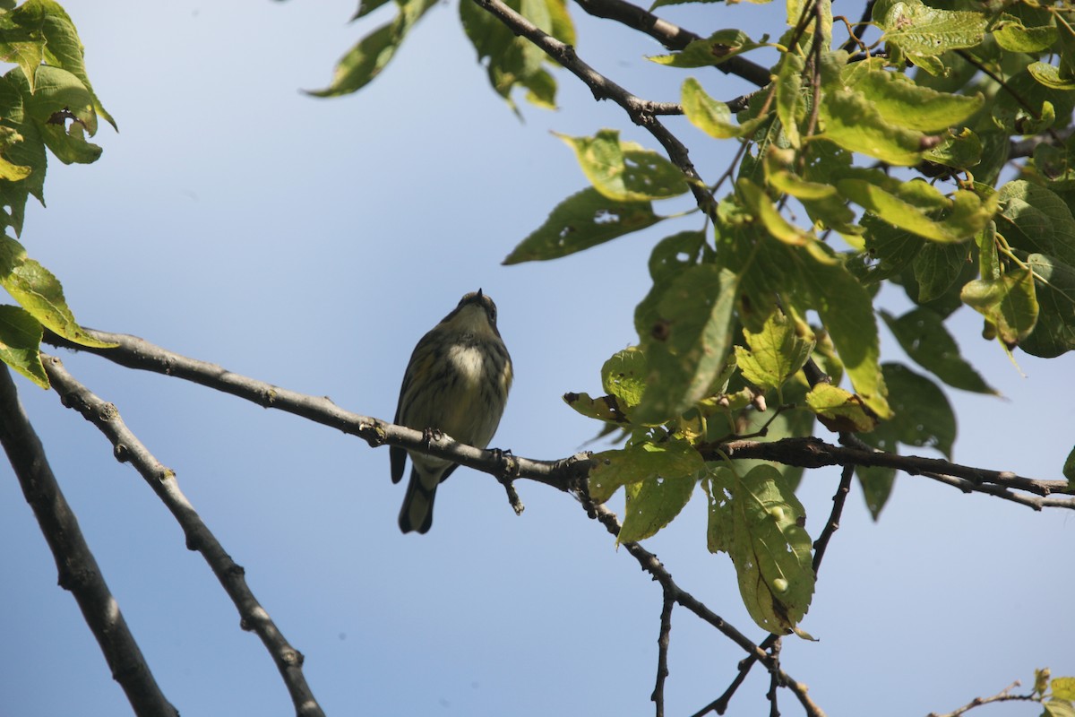 Yellow-rumped Warbler (Myrtle) - ML643697952