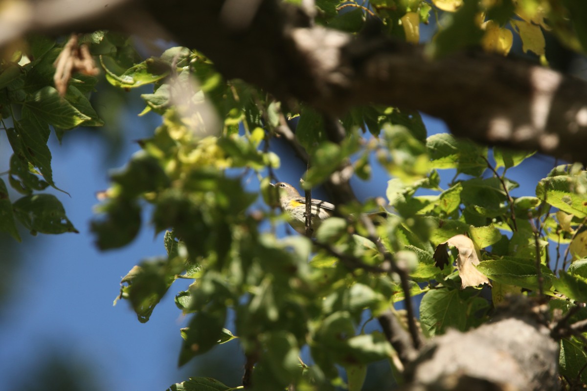 Yellow-rumped Warbler (Myrtle) - ML643697953