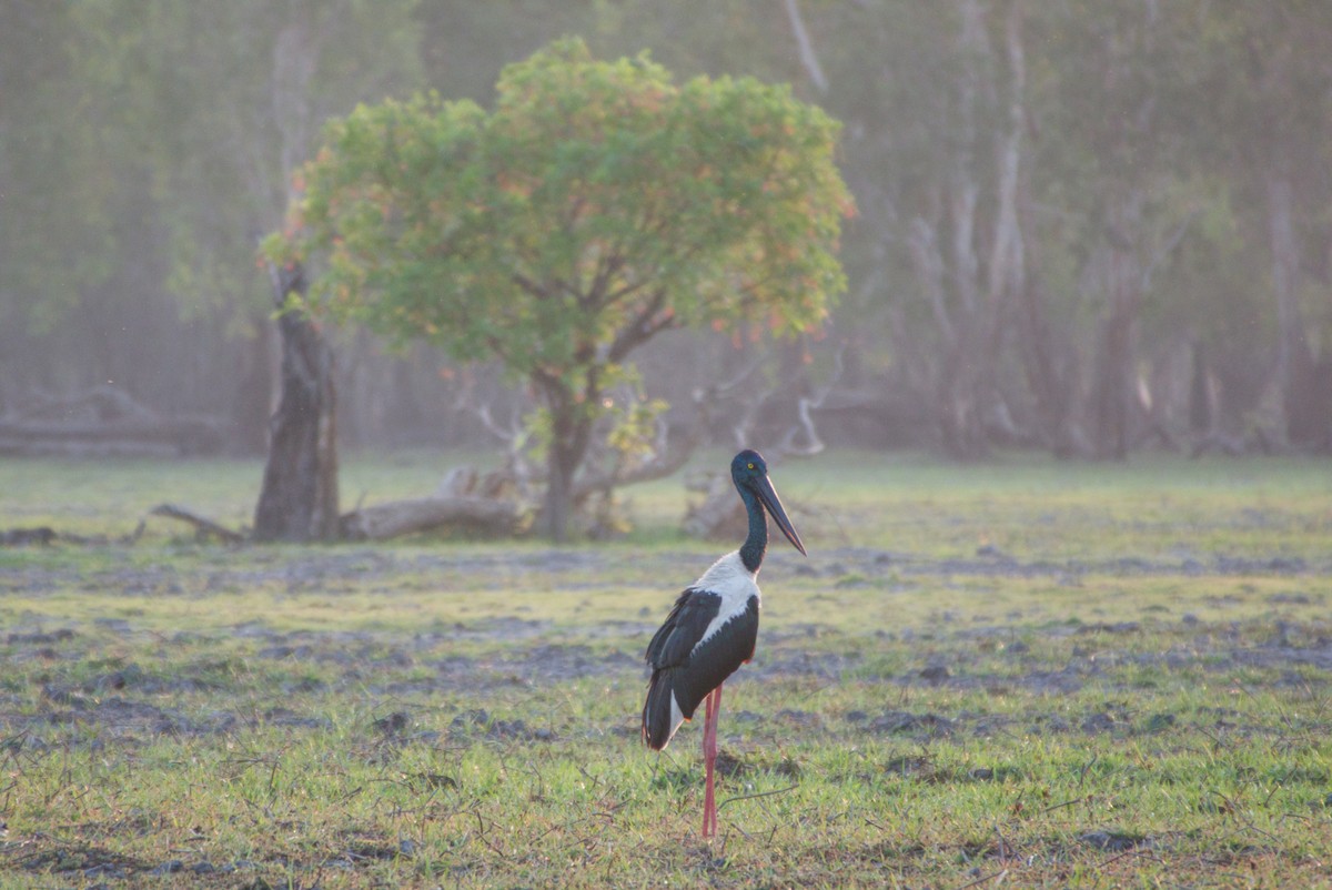 Black-necked Stork - ML643697957