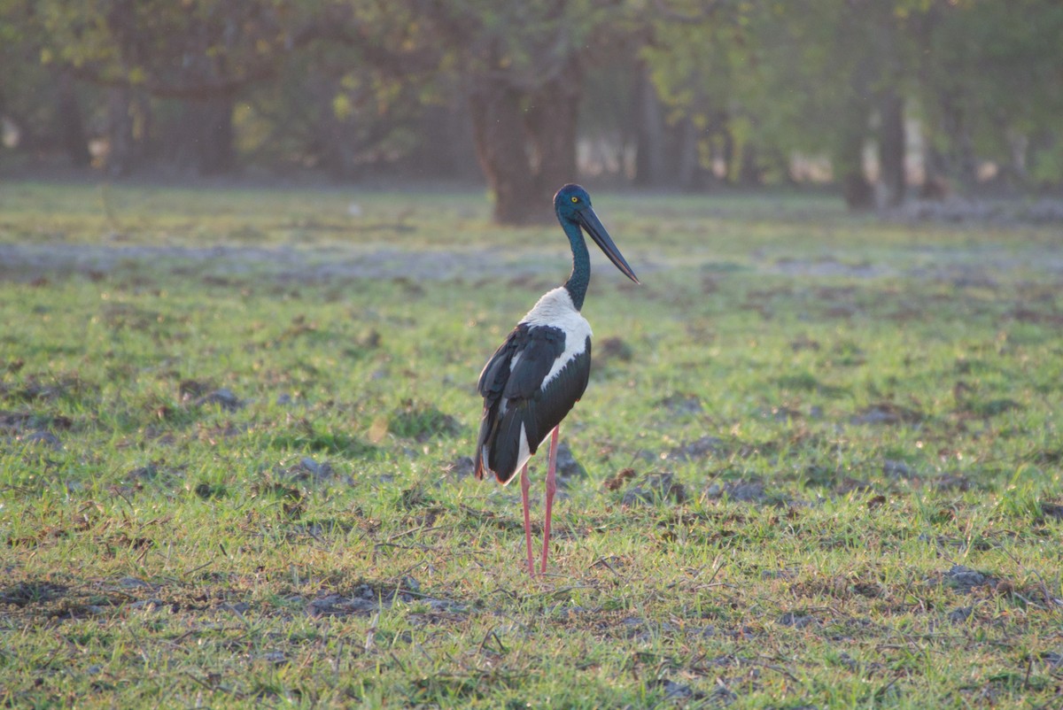Black-necked Stork - ML643697958