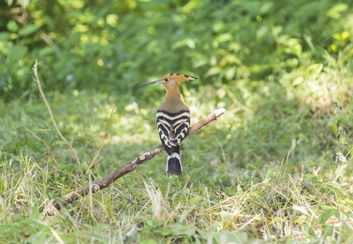 Eurasian Hoopoe - ML643697963