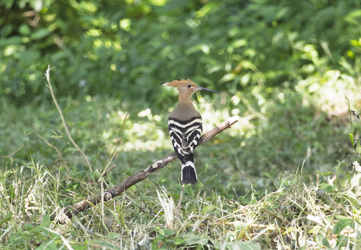 Eurasian Hoopoe - ML643697964
