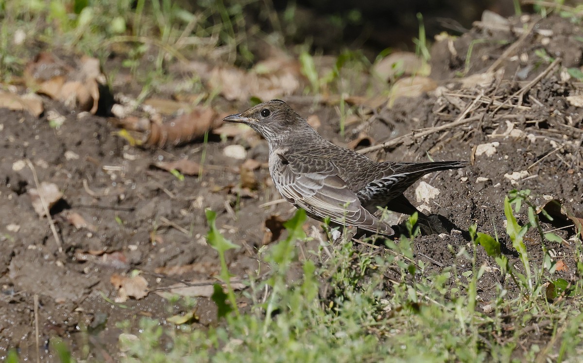 Ring Ouzel - ML643697992