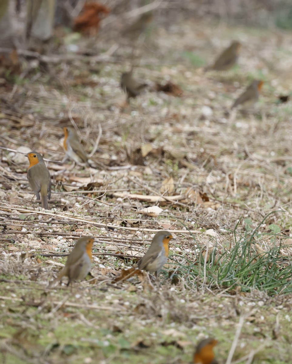 European Robin - ML643698045