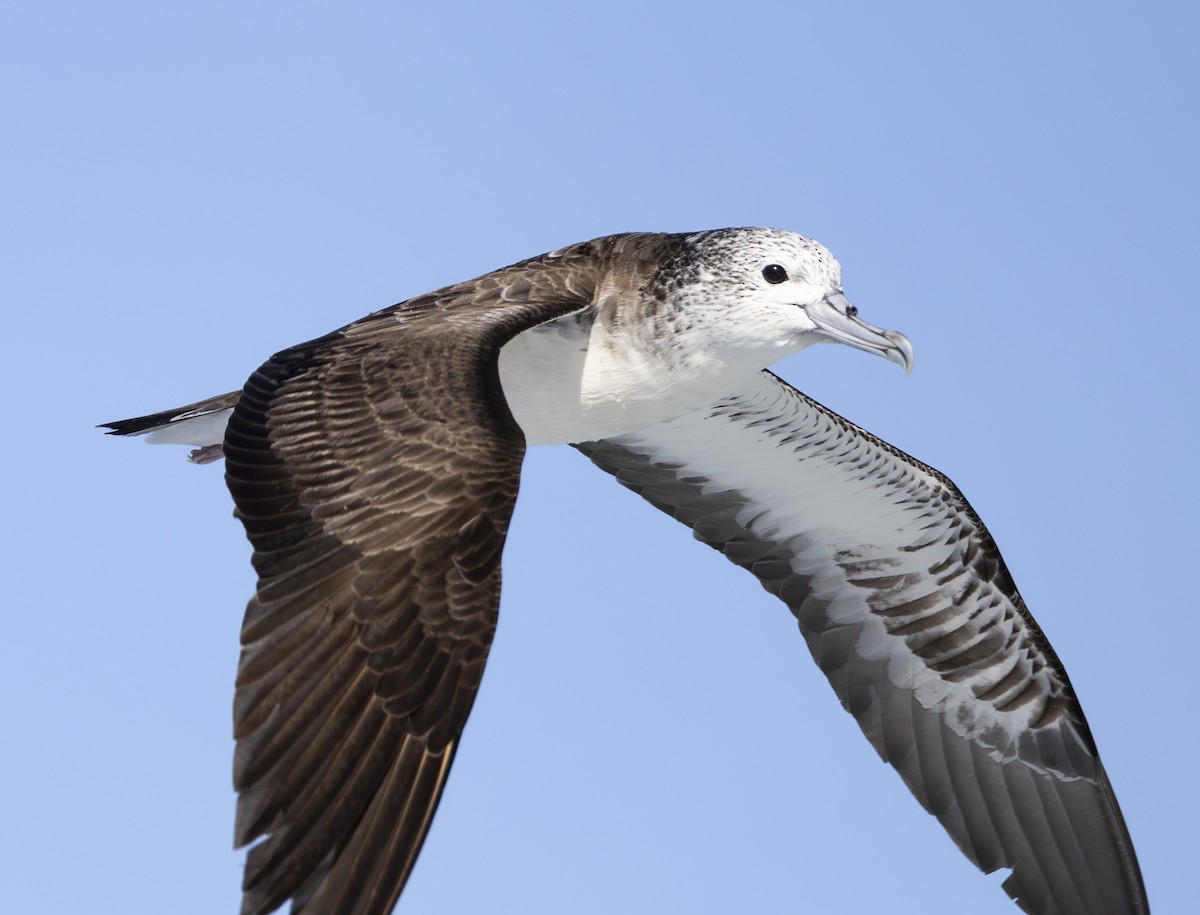 Streaked Shearwater - ML643698072