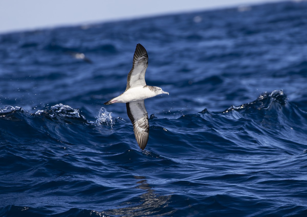 Streaked Shearwater - ML643698073