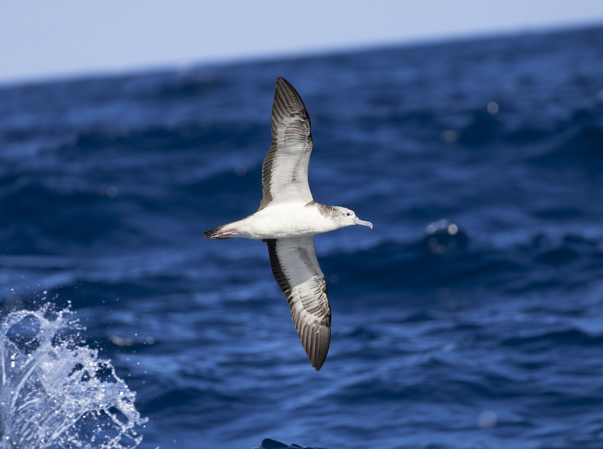 Streaked Shearwater - ML643698074