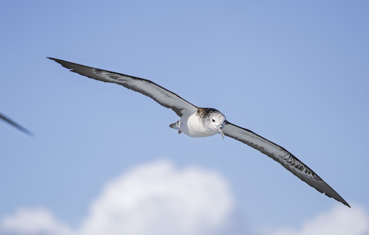 Streaked Shearwater - ML643698075