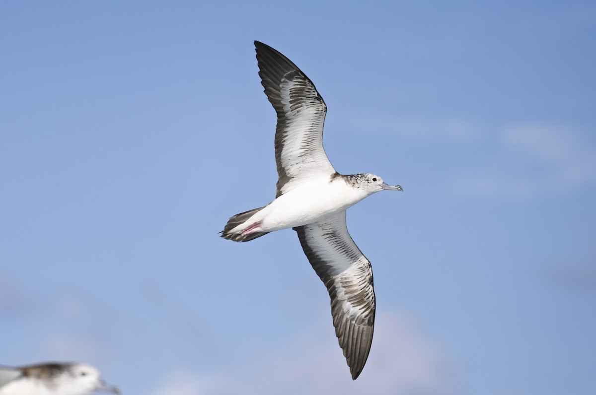 Streaked Shearwater - ML643698095