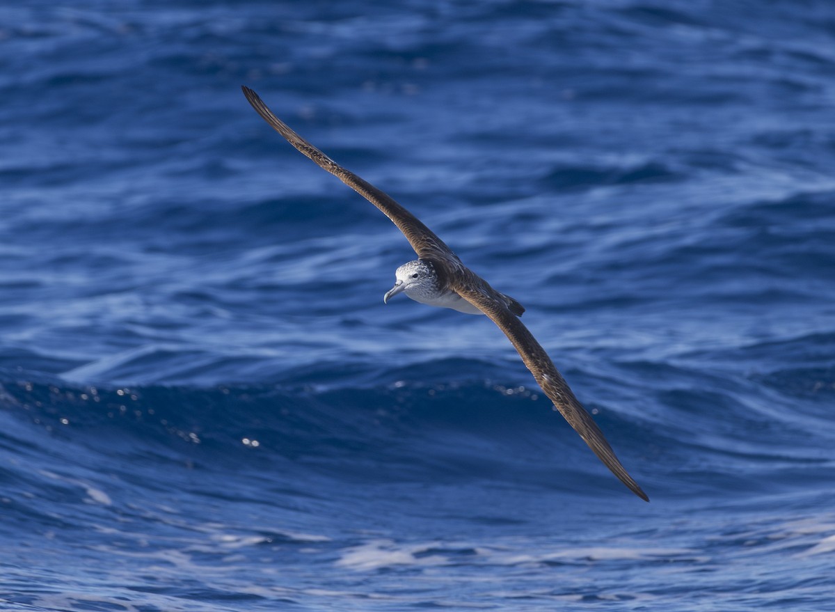 Streaked Shearwater - ML643698096