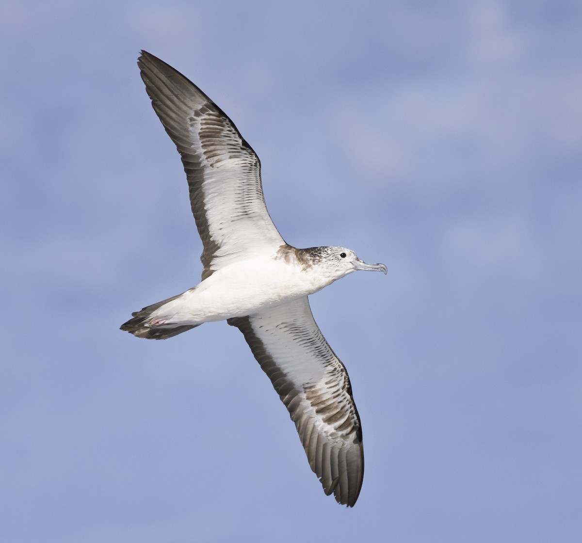 Streaked Shearwater - ML643698097