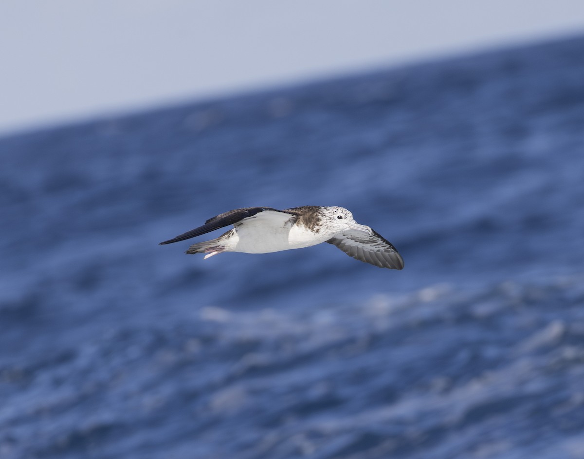 Streaked Shearwater - ML643698098