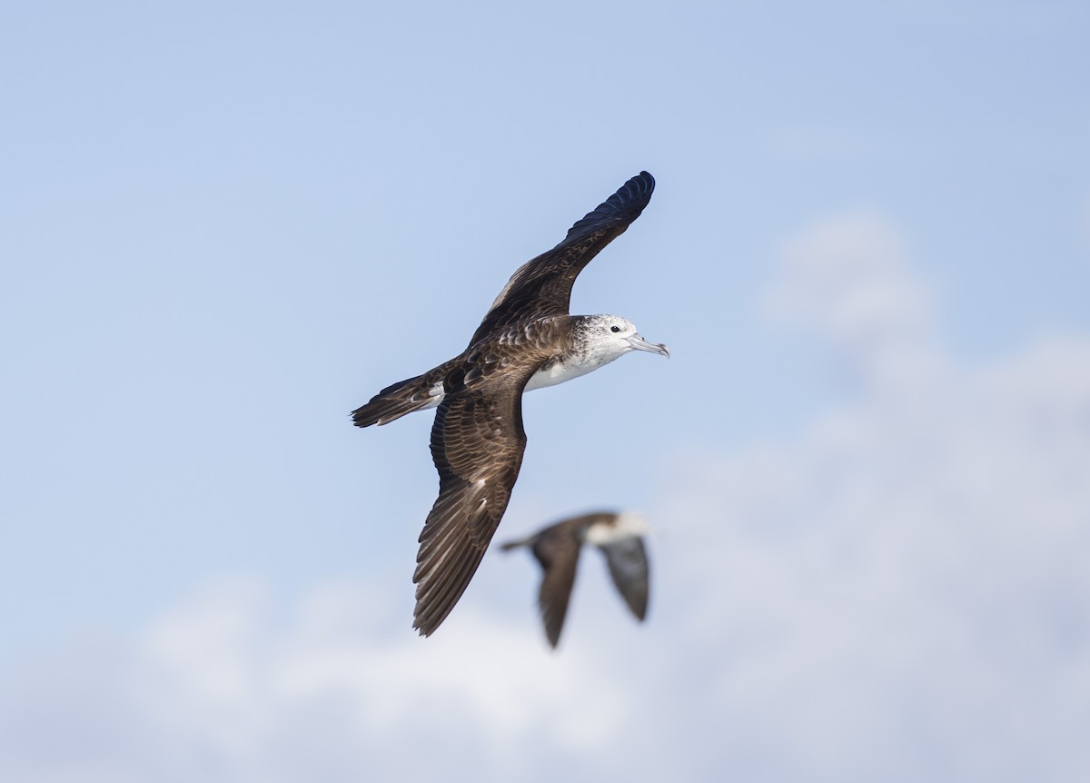 Streaked Shearwater - ML643698100