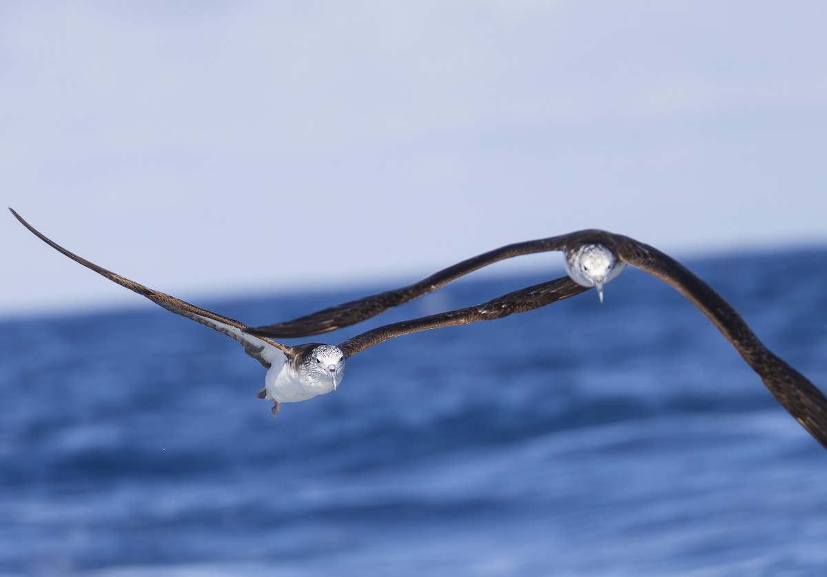 Streaked Shearwater - ML643698101